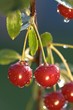 Morello cherries on a tree