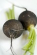 Maine Grown Black Radishes
