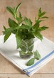 Fresh Mint from a Maine Garden in a Glass of Water
