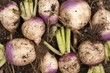 Purple-Top Turnips from a Maine Garden