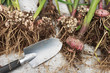 Gladiolus are dug up  for the storage