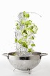 Romanesco broccoli with a water splash in a colander