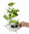 Washing spinach in a colander