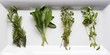 Four Fresh Herbs; Rosemary, Sage, Thyme and Oregano