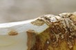 Horseradish