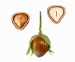 Hazel nut, whole and halved
