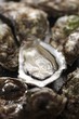 Fresh oysters, whole and halves (close up)