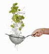 Washing green grapes in a sieve