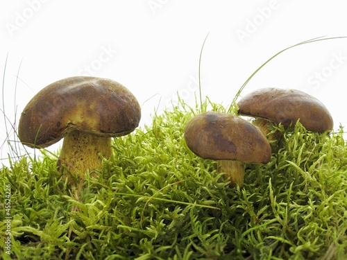 Photo: Three bay boltes on moss Three bay boltes on moss