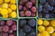 Various varieties of plums in cardboard punnets (whole picture)
