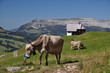 Kühe an der Alpe Jänzimatt