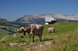 Kühe an der Alpe Jänzimatt