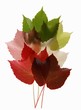 Colorful Virginia Creeper leaves