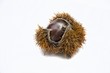 A sweet chestnut