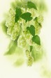 Hop cones