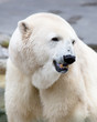 polar bear