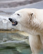 Detaily fotografie polar bear