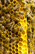 Macro of working bee on honeycells