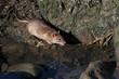Douro River Rats