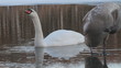 Video: Swan drinking water, closeup Swan drinking water, closeup
