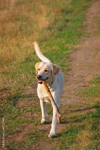 Photo: Labrador carrying a big stick Labrador carrying a big stick