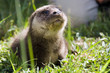 Foto: European otter (Lutra lutra lutra) in a wildlife rescue center European otter (Lutra lutra lutra) in a wildlife rescue center