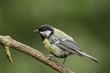 Foto: Kohlmeise (Parus major) Kohlmeise (Parus major)