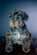 Schnauzer portrait