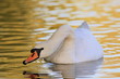 Schwan-23798b1