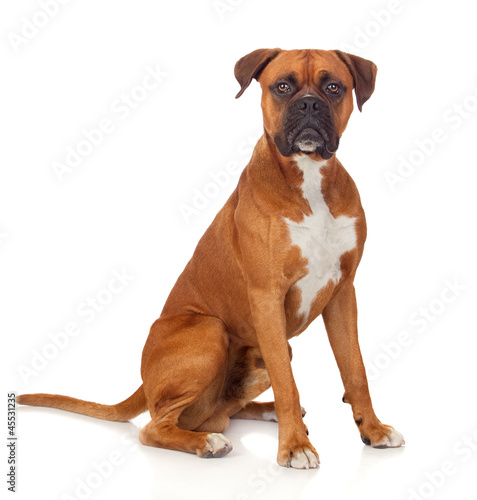 Photo: Beautiful Boxer dog Beautiful Boxer dog