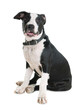 American Staffordshire terrier on white background