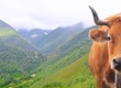 Ganado en el bosque de Muniellos. Asturias, España.