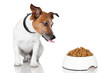 dog bowl hungry meal eat
