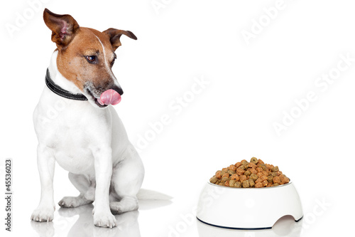 Photo: dog bowl hungry meal eat dog bowl hungry meal eat