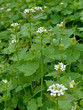 Knoblauchsrauke - Alliaria petiolata