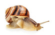 Garden Snail