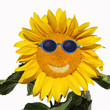 Happy sunflower