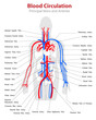 Blood circulation