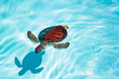 Photo: Baby turtle in the water Baby turtle in the water