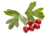 Eingriffeliger Weißdorn (Crataegus monogyna) mit roten Beeren a