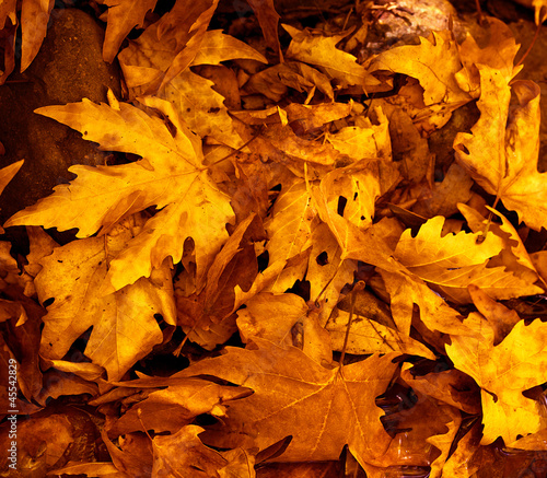 Photo: Autumn leaves background Autumn leaves background