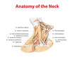 Muscles of the neck, Anatomy of the neck
