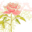 Pink rose on white background