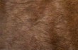 Skin of a deer, background