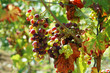 Foto: Sunny grape Sunny grape