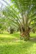 palm oil tree
