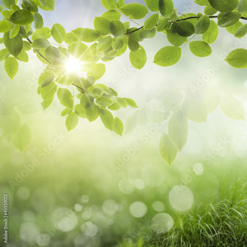 Fototapeta na wymiar spring background