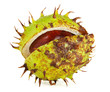 Horse Chestnut in Husk