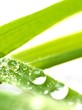 Grashalm mit Wassertropfen