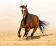 Trakehner red-bay color stallion in motion